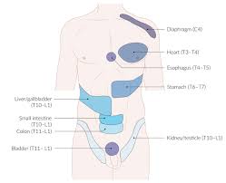 This article covers the abdominal regions, including their anatomy, contents,. Anterior Abdominal Wall Knowledge Amboss