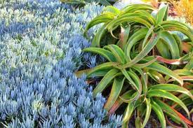 Image result for Senecio letouzeyanus