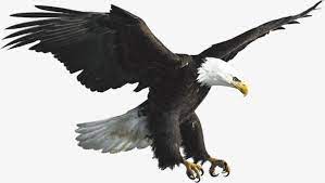Eagle Voar O Ceu Imagem Png E Psd Para Download Gratuito Png Voar Como Aguia Voar