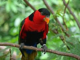 Burung nuri kepala hitam mempunyai kecerdasan yang baik dalam mengingat dan menirukan suara yang pernah mereka dengar. Gambar Burung Nuri Radea