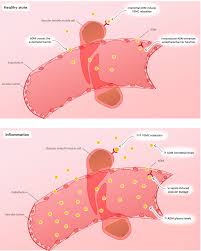 Biomarkers in cardiogenic shock: old pals, new friends | Annals of  Intensive Care | Full Text