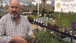 101 likes · 11 talking about this · 55 were here. Perennials At Nick S Garden Center And Farm Market Youtube
