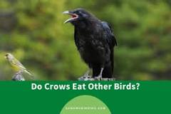 Image result for do blackbirds kill baby birds