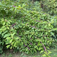 Image result for Hypoxis monanthos