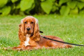 This is the result of a pairing between a pedigree cocker spaniel and a pedigree poodle. English Cocker Spaniel Steckbrief Charakter Wesen Haltung