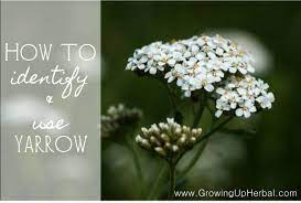 How To Identify And Use Yarrow Growing Up Herbal Yarrow Flower Flower Essences Healing Plants