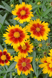 Maybe you would like to learn more about one of these? Best Flowers For Florida Gardens Costa Farms