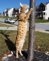 F1 savannah cats have the largest percentage of wild african serval in them, and are usually the and she is fully domesticated. How Big Are Savannah Cats Kitty Loaf