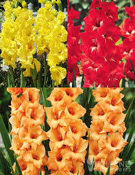 Image result for Gladiolus hollandii