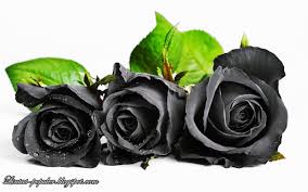 We did not find results for: 99 Gambar Bunga Mawar Hitam Animasi Cikimm Com