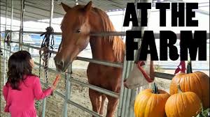 Image result for pictures of kids petting farm animals