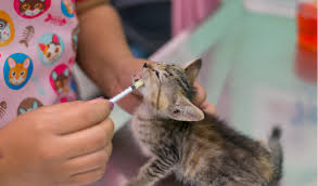 Another treatment is the anthelmentic fenbendazole. Parasites In Cats Petcoach
