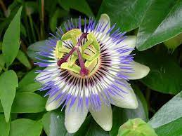 Bird of paradise (strelitzia) bird of paradise also known as crane flower is another unusual flower from south africa. Passion Flower Most Beautiful Flowers Passion Flower Beautiful Flowers