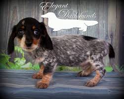 Black And Tan Silver Dapple Dachshund Black And Tan Piebald Wirehair Dachshund With Heavy Ticking Elegant Dachshunds Dachshund Doxie Dogs