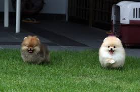 Prowayne S Pomeranian Kennel Home Facebook