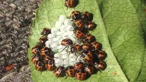 880 liberty street ne #111 salem, or 97301. Beaver Creek Spray Service