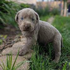 Puppies For Sale Near Me Find Your Puppy Page 2 Of 14 Vip Puppies Silver Lab Puppies Lab Puppies Yellow Lab Puppies
