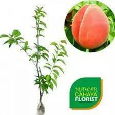 Buah, sayur, pohon, herbal / toga, tanaman hias, dlsb murah bisa pesan ecer! Jual Jual Bibit Tanaman Buah Persik Di Lapak Tukang Taman Bukalapak