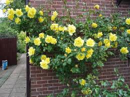 Climbing Rose Golden Showers Grows On You Climbing Roses Shower Rose Rose