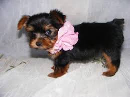 Find yorkshire terriers for sale in longview, tx on oodle classifieds. Tea Cup Yorkie Puppies For Sale In Salem Oregon Classified Americanlisted Com