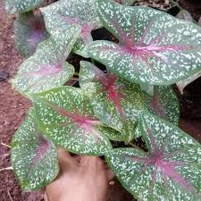 Jual Tanaman Hias Keladi Red Star Caladium Redstar Kaladium Kab Bogor Biji Rumput Store Tokopedia