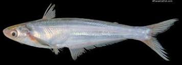 PlanetCatfish.com - Clupisoma sinense (Ailiidae) Cat-eLog