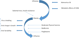 Influenza a, b, c, and d viruses. Influenza And Obesity Its Odd Relationship And The Lessons For Covid 19 Pandemic Springerlink