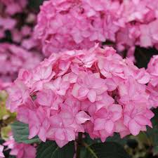 Hydrangea macrophylla let's dance can do. Let S Dance Can Do Hydrangea Spring Meadow Wholesale Flowering Shrub Liners Spring Meadow Nursery