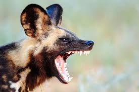 Due to his marine background, he is versatile with all types of weaponry. Top Five Places To See African Wild Dogs Timbuktu