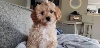 Check spelling or type a new query. Happytail Puppies 2911 Oak Ridge Rd Oak Ridge Nc Mapquest