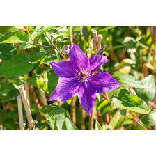 Check spelling or type a new query. Clematis Hybride The President Pflanzen Fur Dich De 5 95
