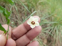 Image result for Xenostegia tridentata