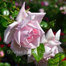 Dawn rose contemporary jewellery + accessories, crawshaw booth, lancashire, united kingdom. New Dawn Climbing Rose Peter Beales Roses The World Leaders In Shrub Climbing Rambling And Standard Classic Roses