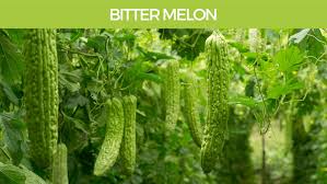 Image result for Momordica charantia