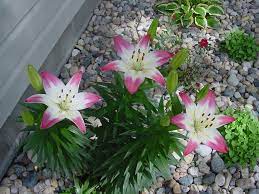 Asiatic Lilies Lollipop These Are One Of The Flowers The Mutant Mice Keep Eating Asiatic Lilies Plants Flowers