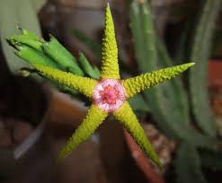 Image result for Eulophia flavopurpurea