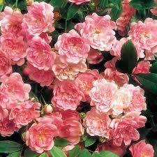 The Fairy Shrub Rose Shrub Roses Hybrid Tea Roses Tea Roses