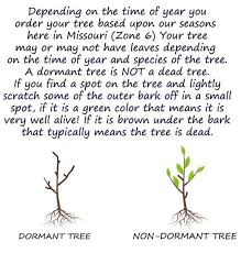 Image result for Vepris elegantissima