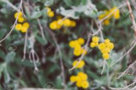 Year round flowering plants australia. Native Australian Plant With Tiny Round Yellow Flowers Shot At Shallow Depth Of Field Stock Photo Picture And Royalty Free Image Image 130359931