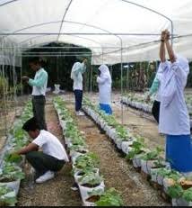 Fenomena sekarang, generasi muda masih terlalu sempit dalam memahami pertanian, namun saat ini sudah ada beberapa generasi muda yang telah mencoba berbisnis atau mengembangan dunia pertanian. Anim Agro Technology Generasi Muda Cintakan Pertanian