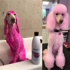 melinda stewart applied the opawz funky color shampoo pink on her dog for 20 minutes as a result she obtained color shampoo dog grooming styles funky colour