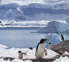 Instituto antártico chileno, punta arenas. Preocupante El Deshielo De La Antartica Marca Un Nuevo Record
