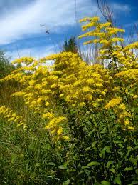 Solidago Nemoralis Grey Goldenrod Goldenrod Autumn Garden Native Plants