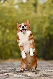 Pembroke Welsh Corgi Wikipedia