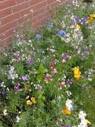 Blumenwiese 1001 Nacht Blutenzauber Blumenmischung Blumensaat Sommerblumenmischung Affiliate Blumen Wiese Blumenwiese Blumen