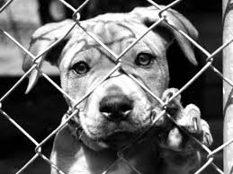 Image result for sad dog