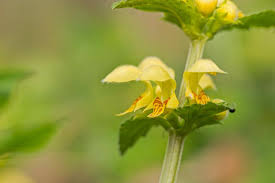 Image result for Lamium galeobdolon