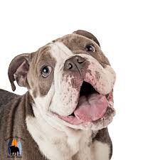 We are not a high intake or high placement program, but instead focus on quality care for long term foster cases. Happy English Bulldog Sticker By Southern California Bulldog Rescue For Ios Android Giphy