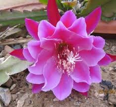 Image result for Ophrypetalum