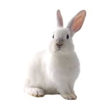Tube Sirene Animals Animal Clipart Rabbit Cartoon Images